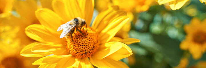 Bee pollinating vibrant yellow sunflower in bright sunlight close-up nature scene.