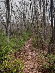 Dirt bike trail in eastern Tennessee mountains in spring