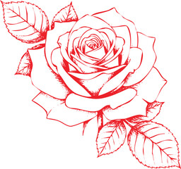Red Rose with Leaves in Sketch Style on White Background flower bloom