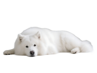 A white Samoyed dog is lying on the ground, showing its fluffy white fur and gentle expression.