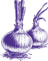 Two Purple Onions with Green Stems on White Background Keywords: onion, vegetable, food, ingredient, cooking, produce, bulb, root