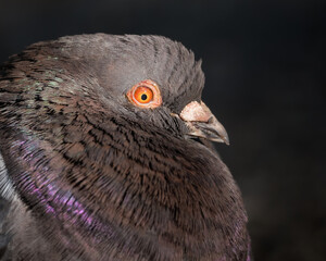 A Beautiful Pigeon Portrait on a Dark Forest Background in Early Autumn