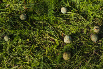 Fallen Cypress Fruit Spread on a Green Bed of Leaves and Branches at the Beginning of Autumn
