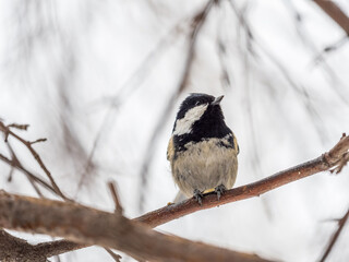 Beautiful bird Coal tit, lat. Periparus ater, sitting on a branch without leaves in the autumn or winter.