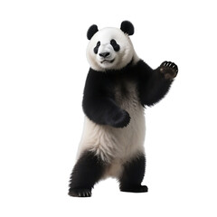 Obraz premium A cute panda bear standing on two legs and waving its paw, showcasing its adorable black and white fur.
