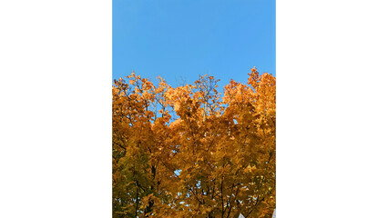 Autumn Leaves in Sunlit Woods