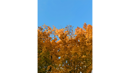Autumn Leaves in Sunlit Woods