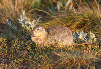 Richardson Ground Squirrel chewing on a blade of grass lite by the setting sun