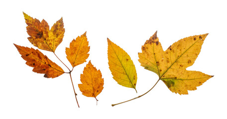 Wet Autumn Leaves Flattened Against Transparent Surface; PNG