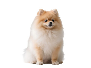 Obraz premium A fluffy Pomeranian dog is sitting on a plain white background, showcasing its soft and light brown fur.