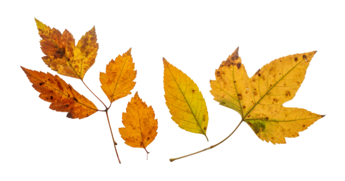 Wet Autumn Leaves Flattened Against Transparent Surface; PNG