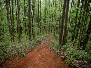 Obraz premium Lush red dirt trail through Brushy Mountains in North Carolina in tall skinny trees red lader trees