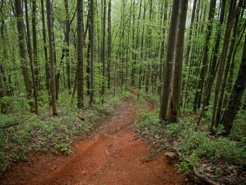 Lush red dirt trail through Brushy Mountains in North Carolina in tall skinny trees red lader trees