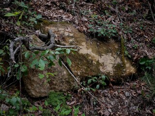 Mossy rock in Appalachian forest in Hatfield Mccoy trail system in West Virginia in springtime