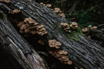 mushrooms grow on a stump in the forest