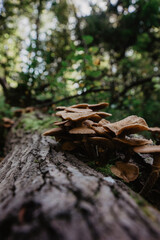 mushrooms grow on a stump in the forest