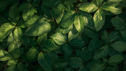 Lush green leaves bathed in sunlight create a fresh and vibrant natural background