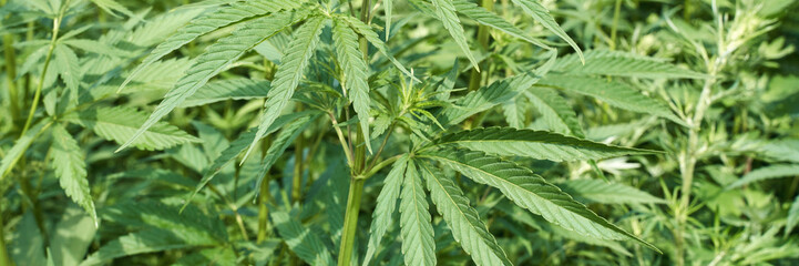 Vibrant green cannabis plants with lush leaves in a natural outdoor garden setting.