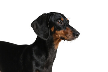 Obraz premium Close-up of a black and brown dachshund dog, showing its distinct features against a white background.
