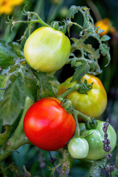 Organic Fresh tomato plants Growing in the Garden