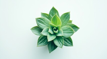 A young seedling growing in soil with green leaves on a white background