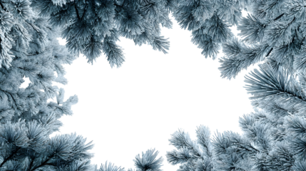 Winter nature background with snow-covered pine branches forming a natural frame