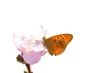 A springtime scene showing a colorful butterfly hovering beside a blooming tree full of small white flowers.