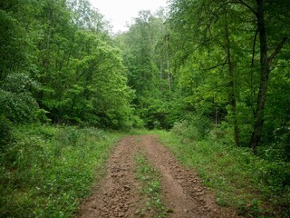 Obraz premium lush Off roading trail through Appalachian forest in West Virginia in Hatfield McCoy trail system in spring