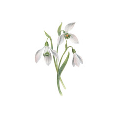 Obraz premium A bouquet of snowdrops flower. Watercolor illustration hand drawn and isolated on a white background. Perfect for decorating postcards, wedding invitations or other celebrations, tableware, textiles.