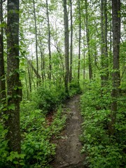 Obraz premium Dirt bike trail through Appalachian forest in West Virginia in Hatfield McCoy trail system in spring