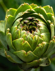 Close-up of a fresh, vibrant artichoke with detailed leaf structure
