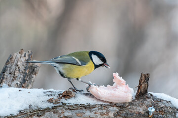 Cute bird Great tit, songbird sitting on a branch with snow in the autumn or winter.