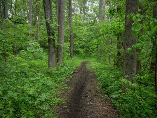 ATV trail through lush Appalachian forest in West Virginia in Hatfield McCoy trail system in spring
