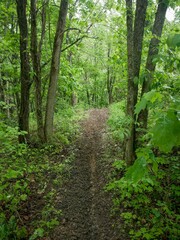 Forested Dirt bike trail through Appalachian forest in West Virginia in Hatfield McCoy trail system in spring