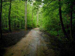 Obraz premium Muddy Off roading trail through Appalachian forest in West Virginia in Hatfield McCoy trail system in spring on coal dirt after rain storm