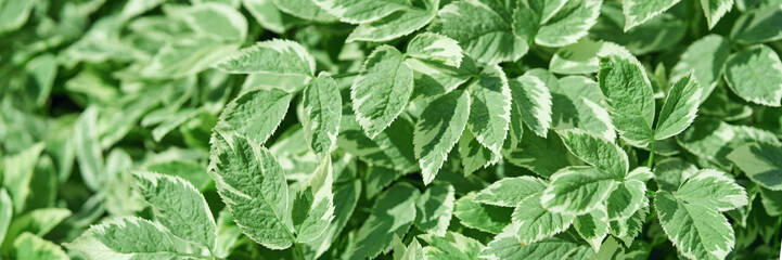 Vibrant green variegated foliage with sunlit leaves in a lush garden setting.
