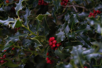 Holly evergreen bush red berries and leaves, Ilex aquifolium plant. Glossy, leathery foliage and ripe bright berries. Christmas decoration symbol