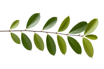 Naklejka premium Vibrant green leaves on a delicate branch, natural beauty for design
