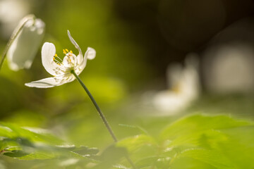 Makroaufnahme von Buschwindröschen im Frühling im Pfälzerwald mit Unschärfekreisen