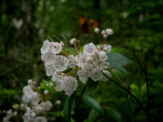 Close up of mountain laurel flowers in Virginia forest