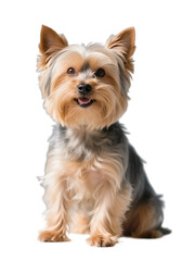 A charming Yorkshire Terrier puppy is sitting, showcasing its cute and shaggy fur with a friendly expression.