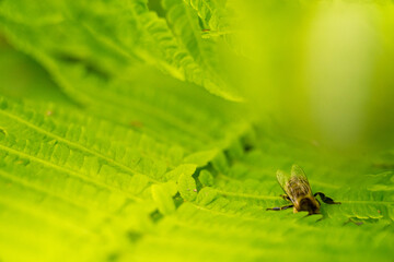 Naklejka premium Makroaufnahme einer Biene auf grünem Farnblatt