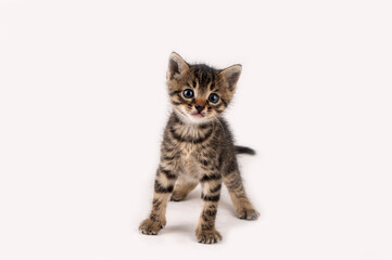 Little tabby kitten on a white background
