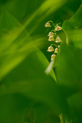 Obraz premium Makroaufnahme von weißen Maiglöckchenblüten im Frühling in Weiß und Grün