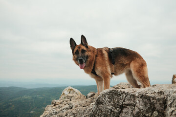 German Shepherd looking back while standing on the edge of rocky cliffs at the top of Mount Kablar in Serbia. Hiking with pets concept