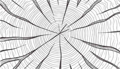 Obraz premium Black and white wood grain pattern tree rings line drawing