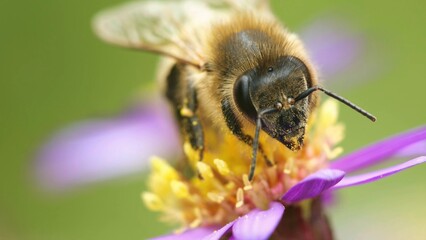 bee on a flower