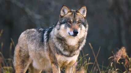 portrait of a wolf