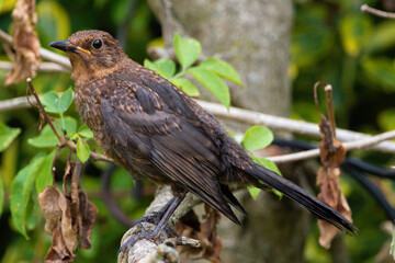 Female Blackbird also known as the  Eurasian blackbird - image taken in the village of Marnhull, Dorset, United Kingdom