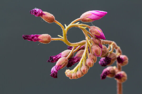 Cape Sundew plant, Drosera Capensis Buds - it flowers one bud at a time for 6 hours in a day, then dies back - the next bud then flowers and the process repeats